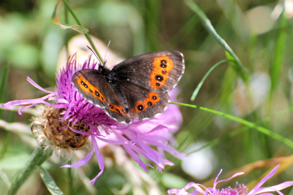 Erebia triarius? No, Erebia ligea